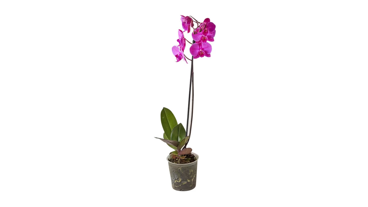 Orchidee lila