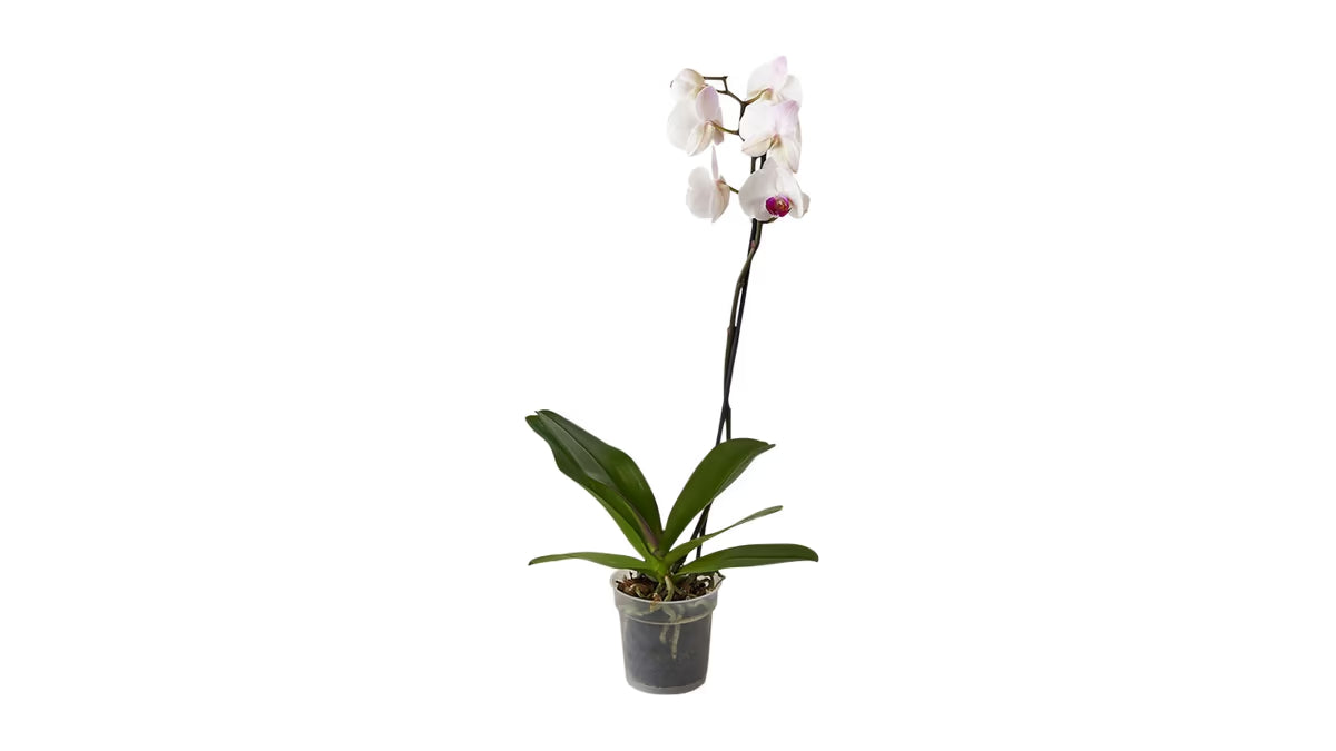 Orchidee weiß