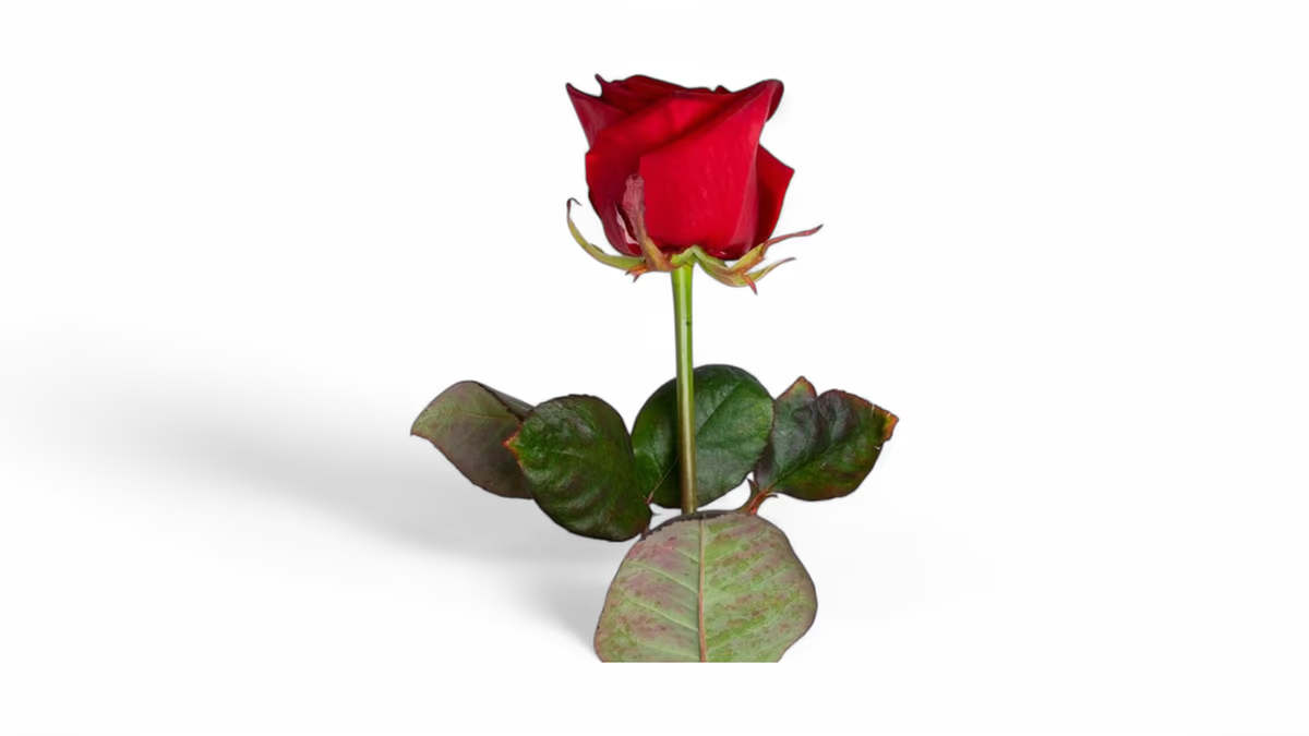 Rote Rosen