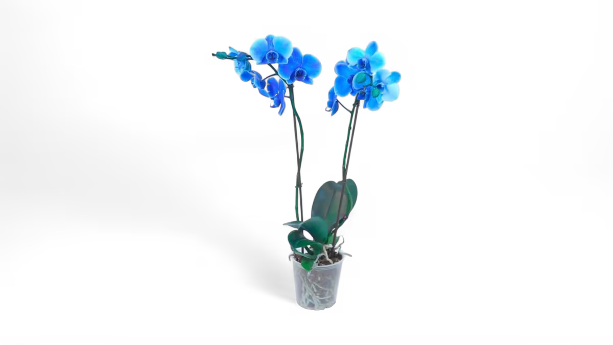 Orchidee Blue