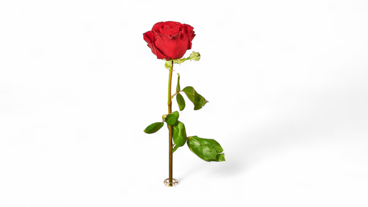 Ecuador Rose