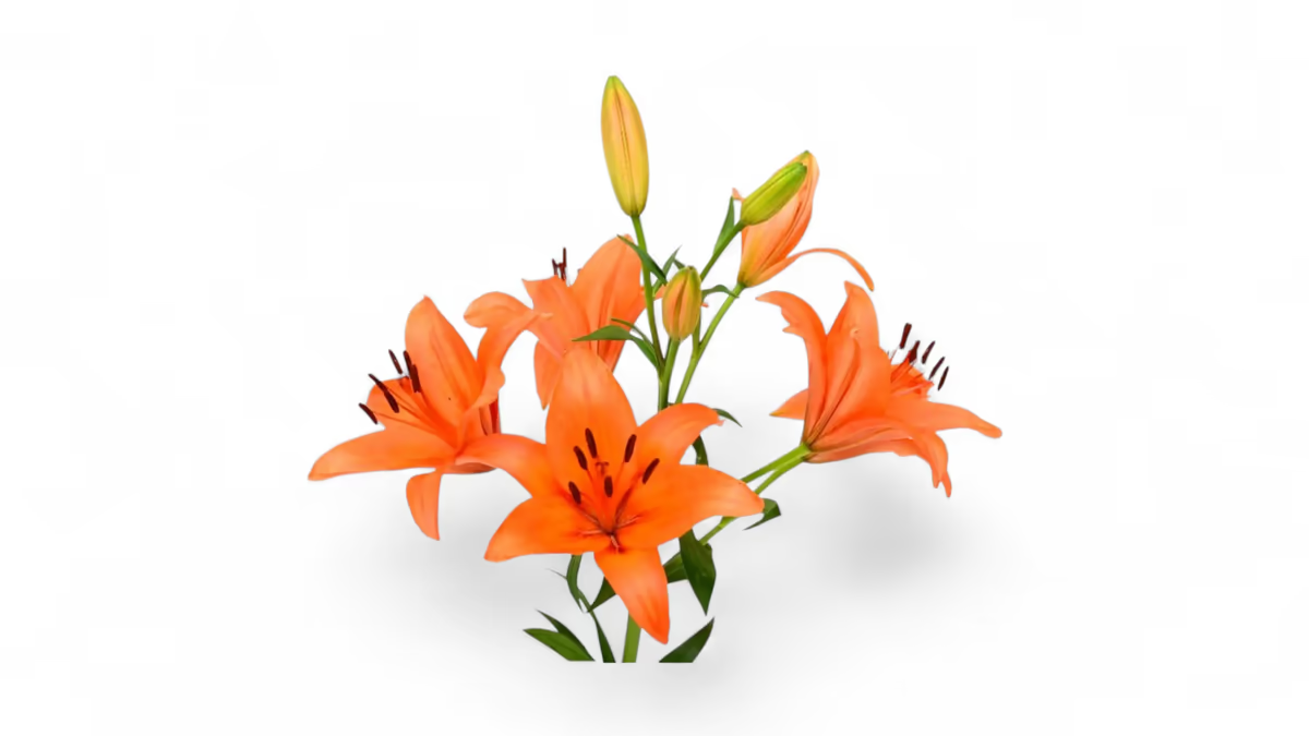 Lilen orange