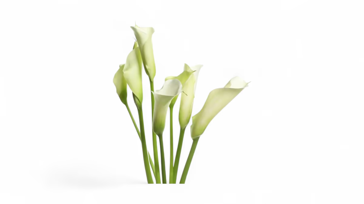 Calla weiß