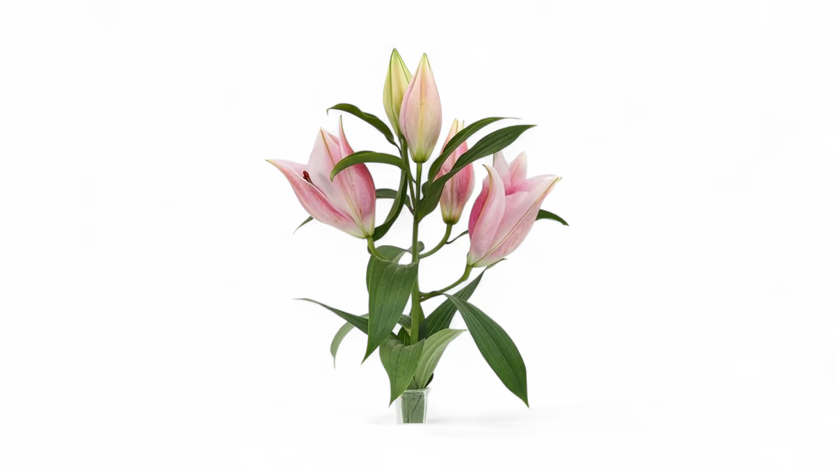Duftlilien rosa