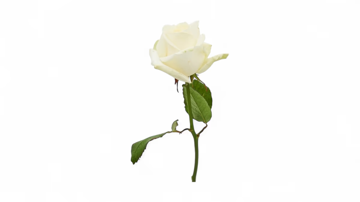 Rose weiß