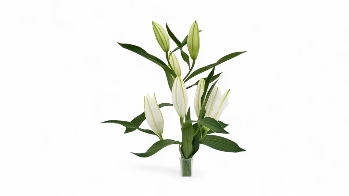 Duftlilien weiß