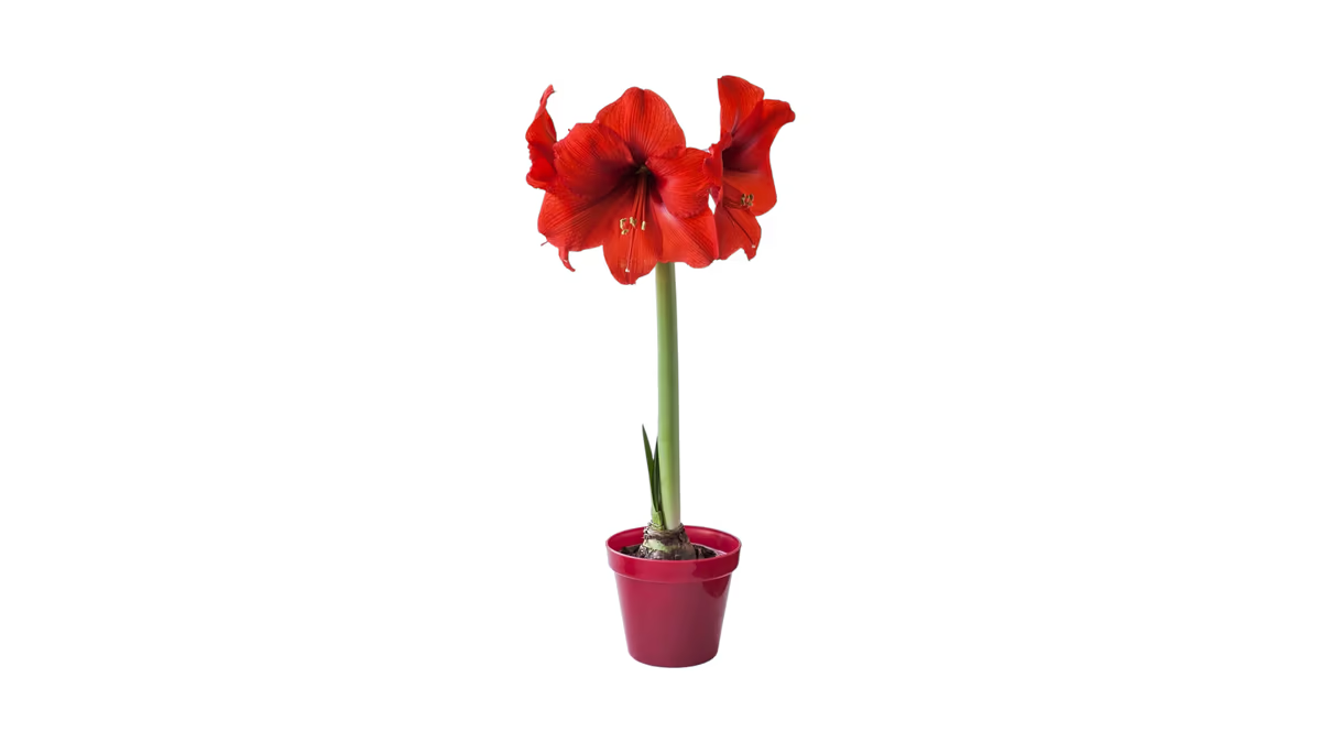 Amaryllis Zwiebel