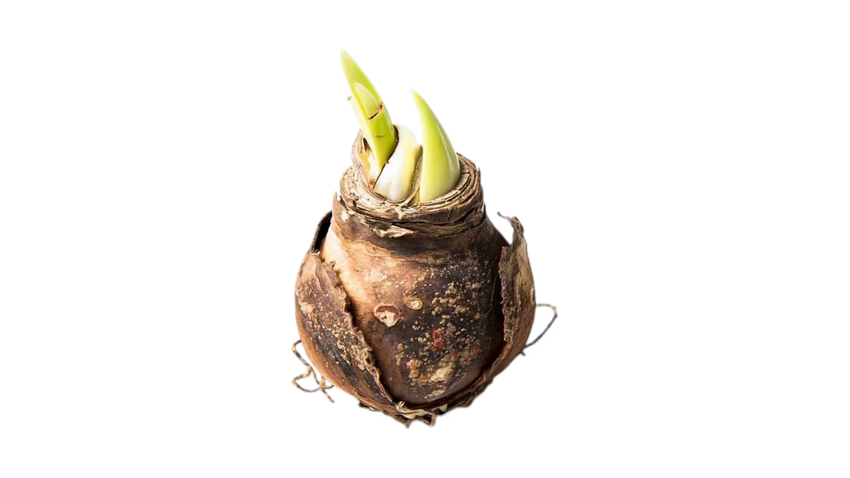 Amaryllis Zwiebel