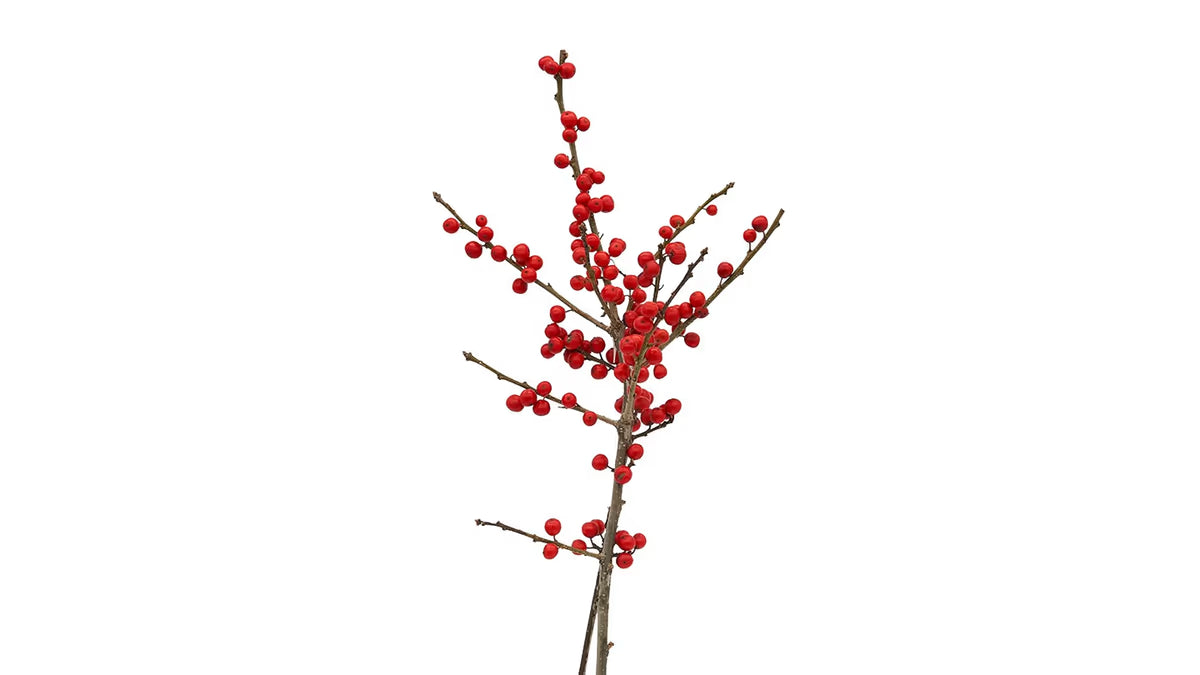 Ilex