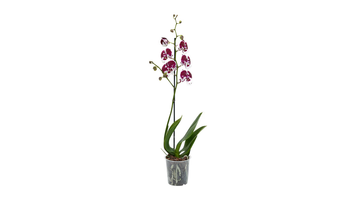 Orchidee lila