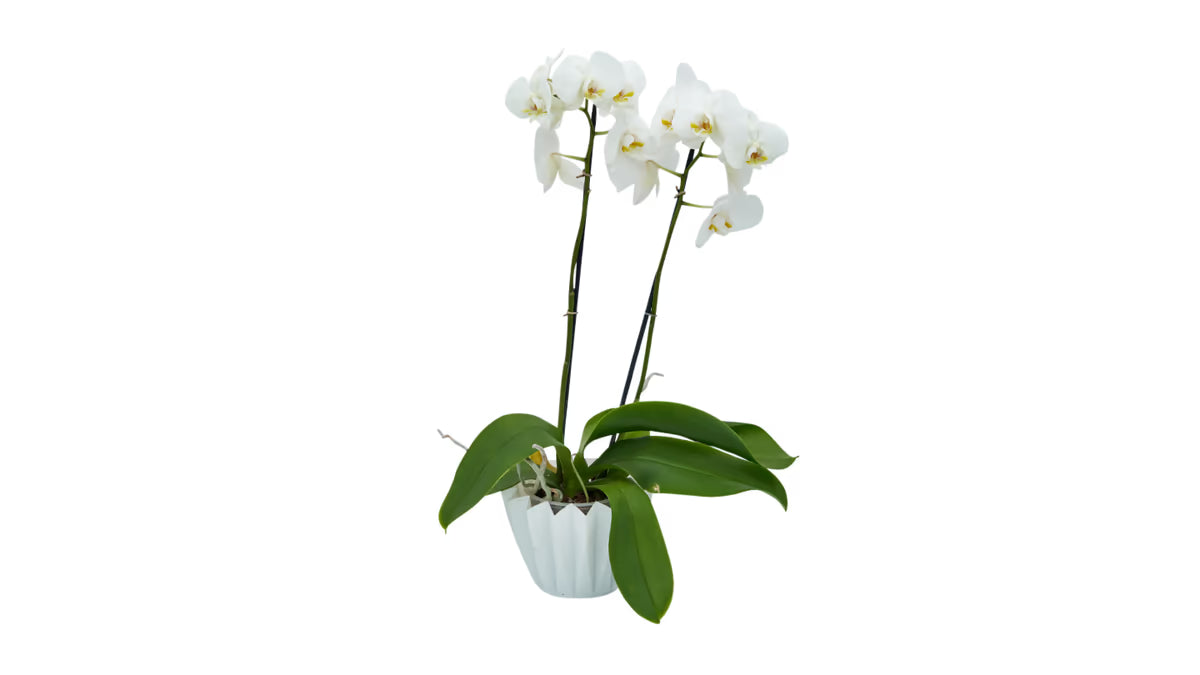 Orchidee weiß
